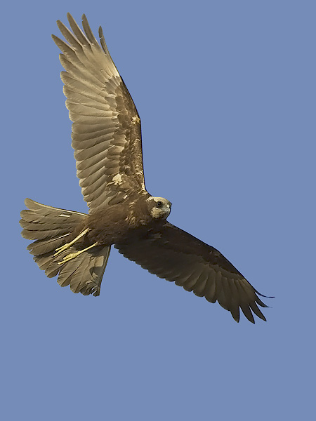 Ruskosuohaukka, Western Marsh Harrier, Circus aeruginosus